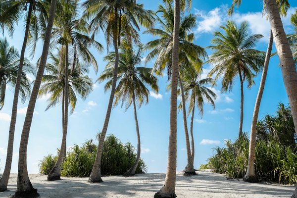 Découvrir la corse : louez un catamaran avec skipper !