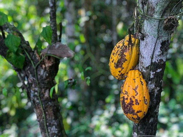 Peut-on trouver une croisière qui inclut des visites des plantations de cacao en Afrique de l'Ouest?