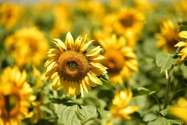 Où découvrir les traditions culinaires des Highlands en Écosse?